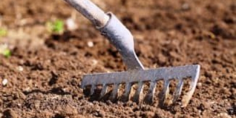 Crvi u trešnjama - kako se riješiti crva, šta učiniti s bobicama